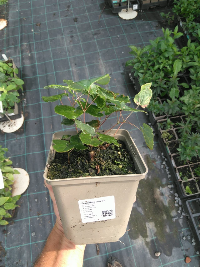 Barrenwort Valor - 25. 7. 2025