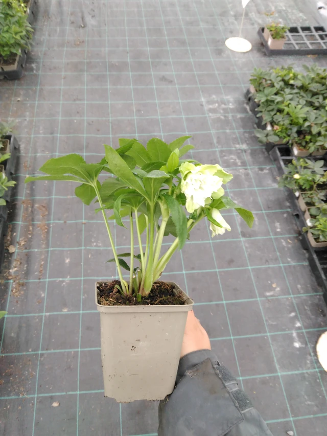 Čemeřice Double Ellen White - 10. 9. 2025