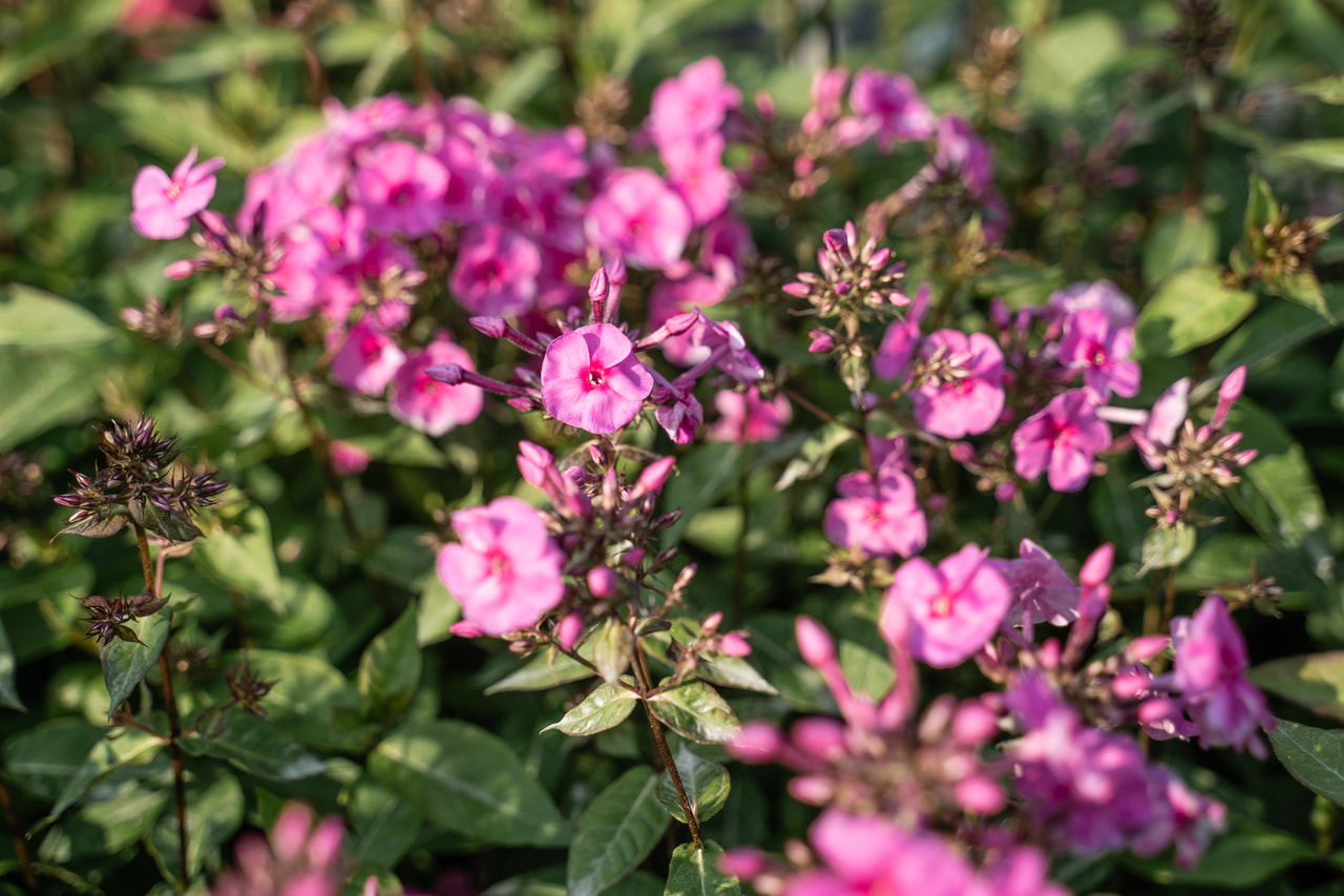 Lángvirág Winnetou, Loukykvět