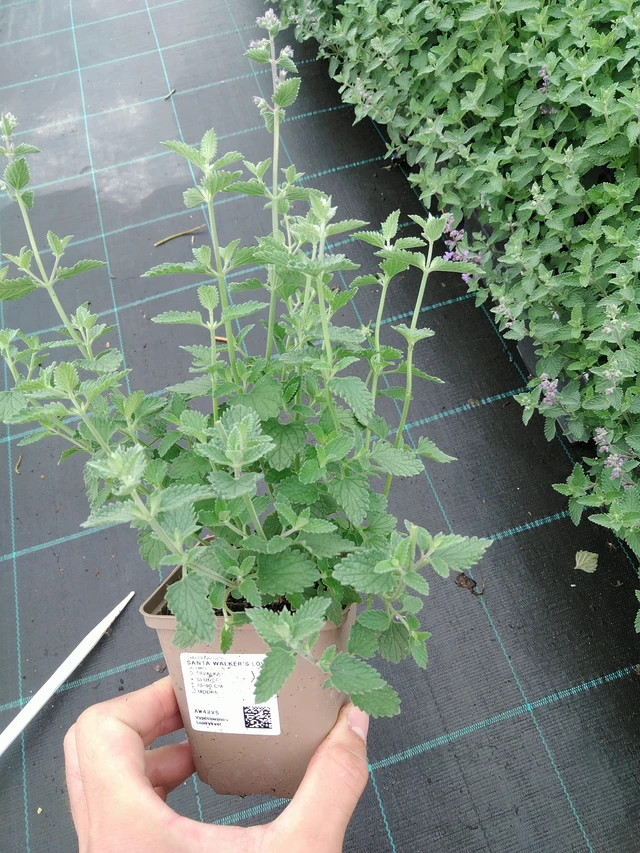 Hierba gatera Walker’s Low - 28. 7. 2025