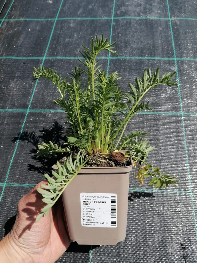 Astrantia Filigree Skies - 2024