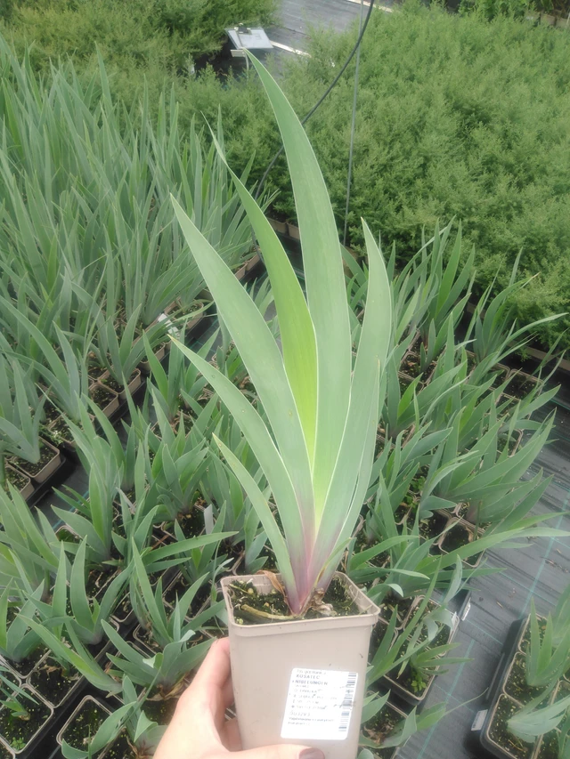 Lirio Nibelungen - 2024