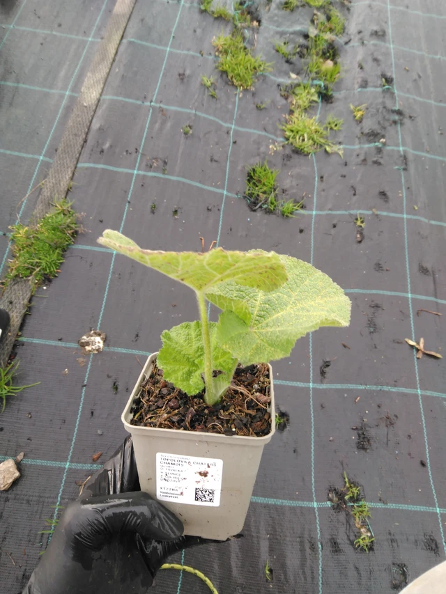 Malva Chaters Chamois - 23. 10. 2025