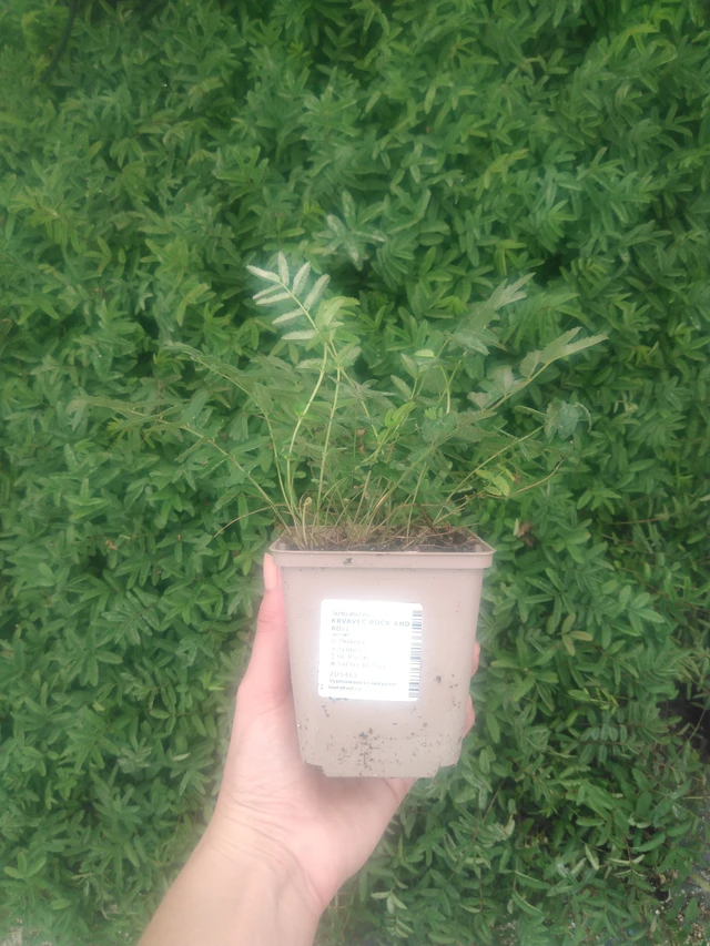 Veriheinä Rock and Roll - 2024