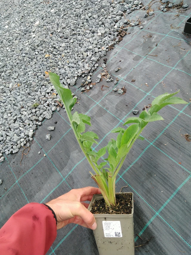 Cefalaria - 28. 7. 2025