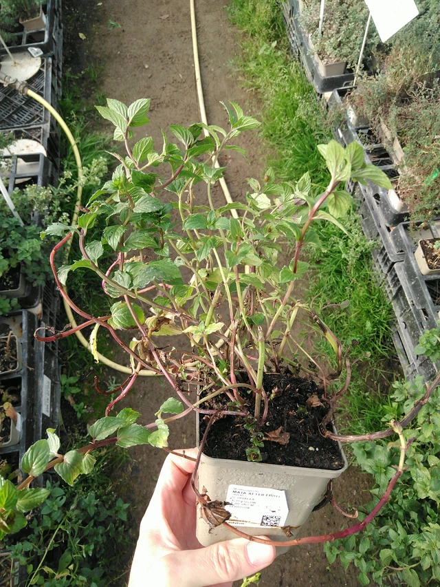 Menta After Eight - 31. 10. 2025