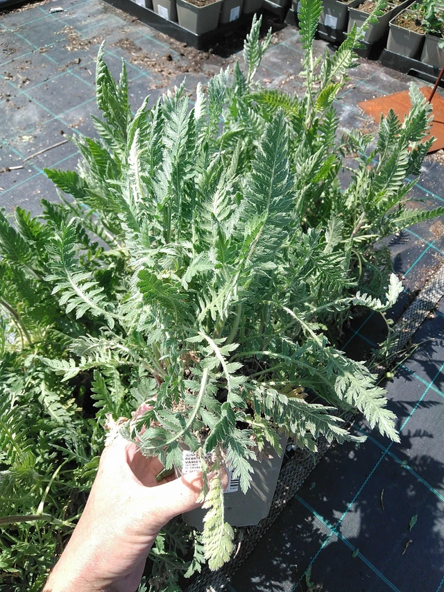 Achillée Parkers Varietät - 13. 5. 2025