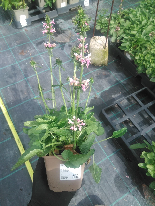 Tähkämunkki Saharan Pink - 10. 9. 2025