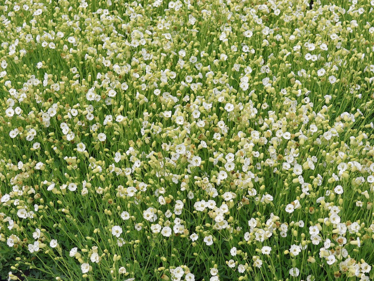 Silenka Weißkehlchen, Loukykvět