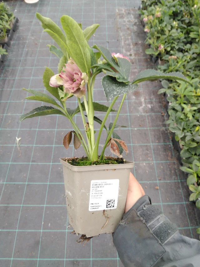 Hunyor Double Ellen Red - 10. 9. 2025