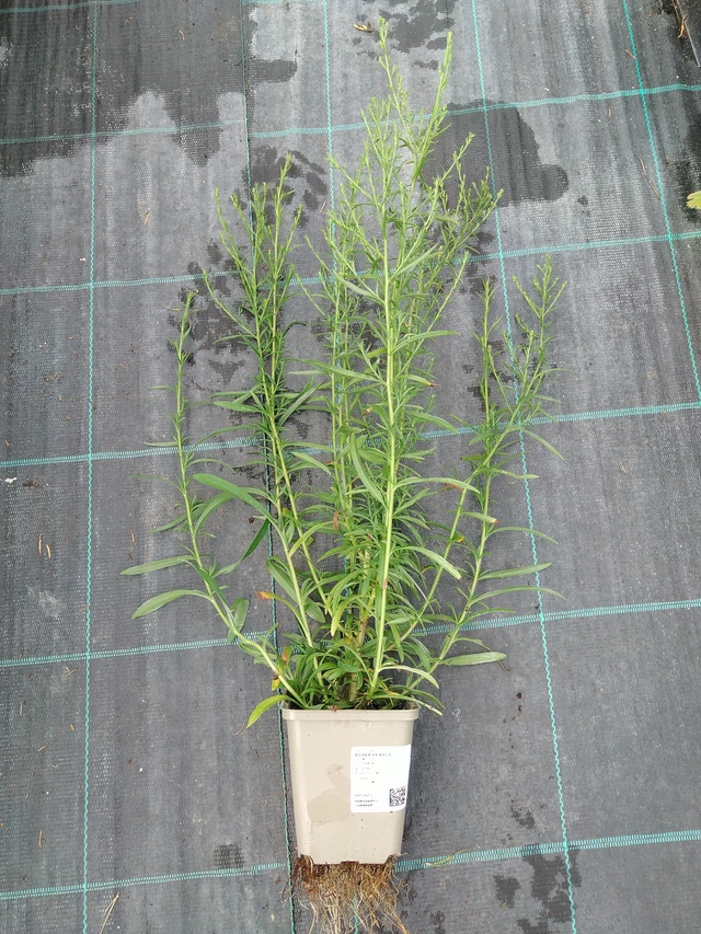 Aster Pearla - 10. 9. 2025