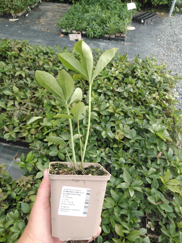 Eléboro Pretty Ellen Spotted - 2024