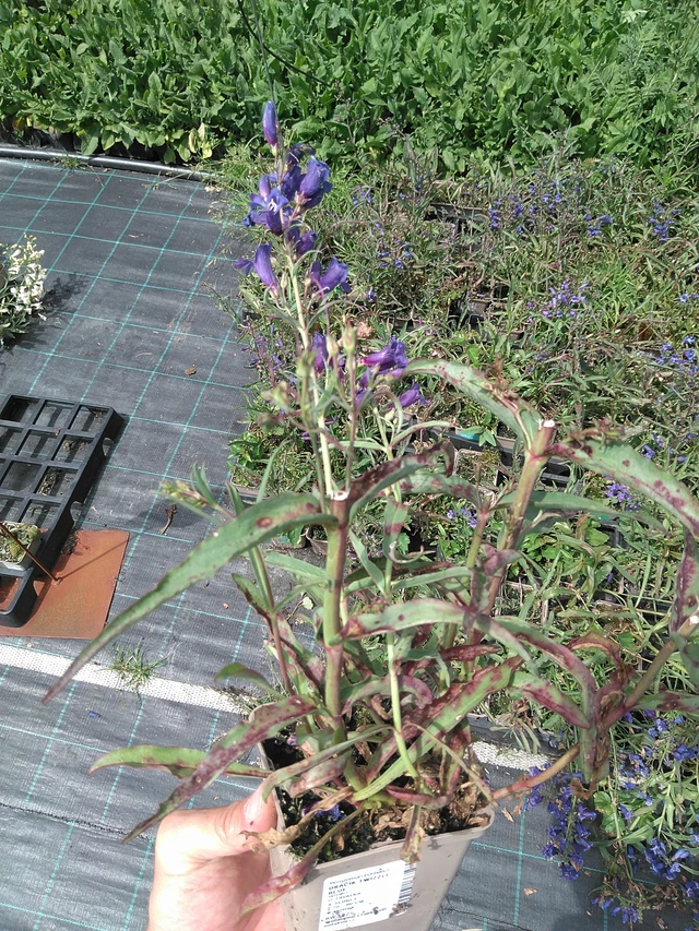 Flor de dragón Twizzle Blue - 24. 6. 2025