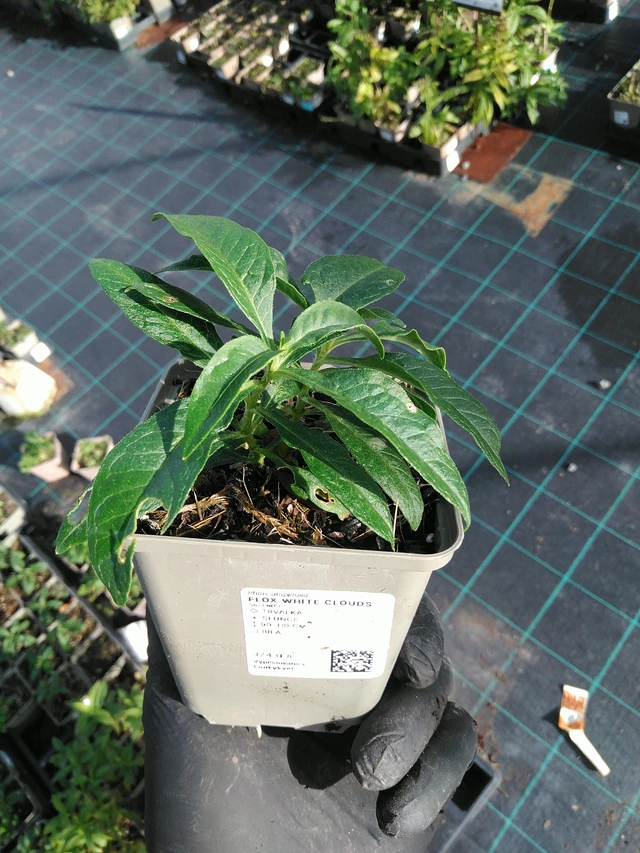 Flox White Clouds - 31. 10. 2025