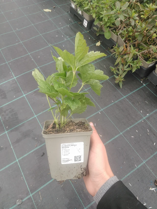 Clematis Mrs R. Brydon - 10. 10. 2025