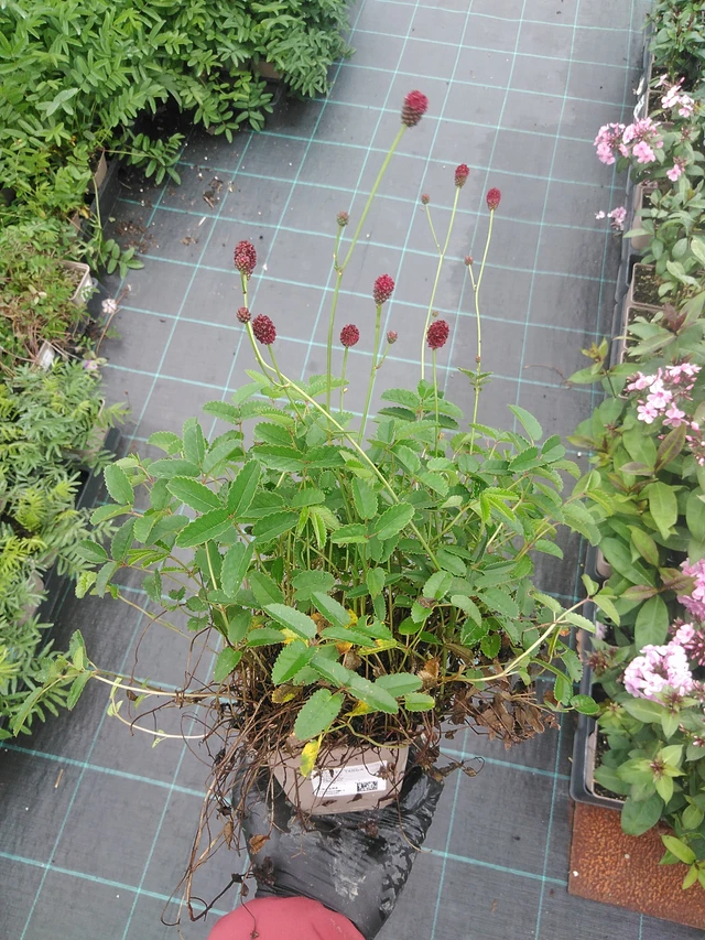 Verikurjenpolvi Tanna - 4. 8. 2025