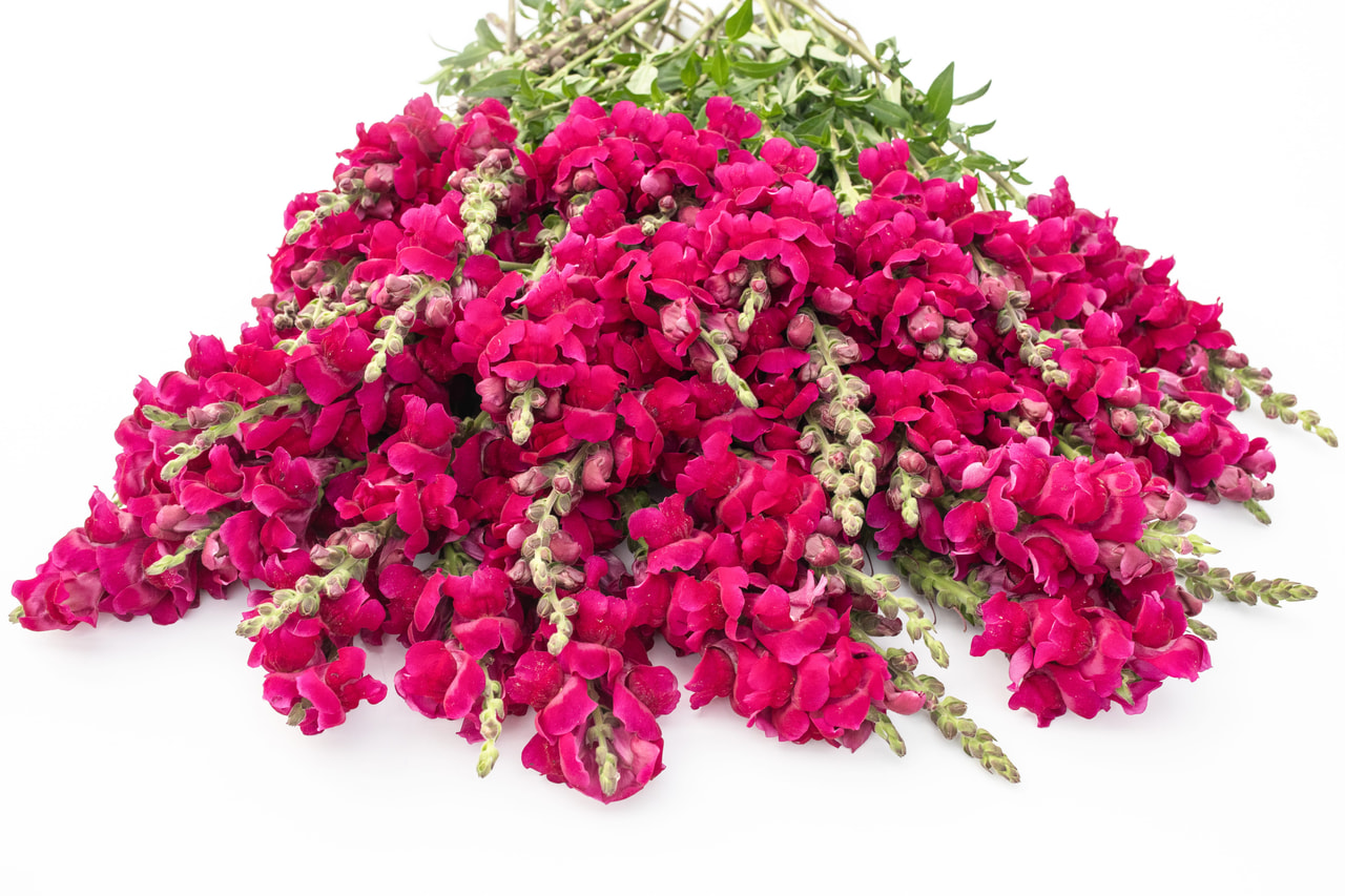 Hledík Potomac Royal, Loukykvět