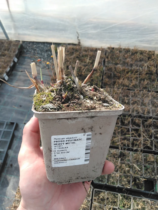 Hirssi Heavy Metal - 8. 4. 2025