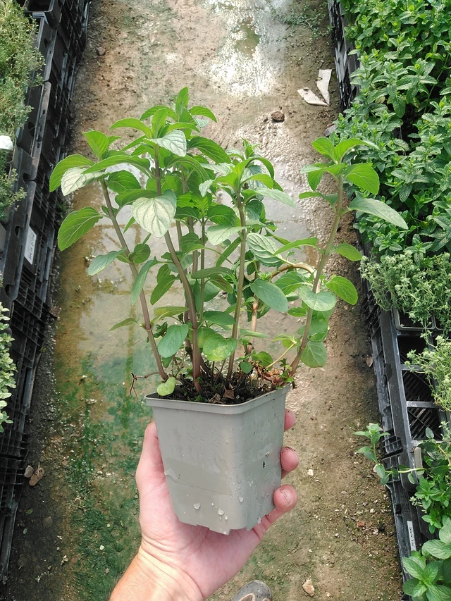 Čokoládová máta - 1. 7. 2025