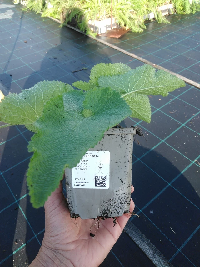 Sápa Tuberosa - 11. 9. 2025