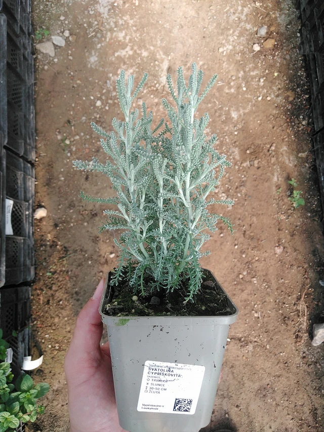 Santolina chamaecyparissus - 1. 7. 2025