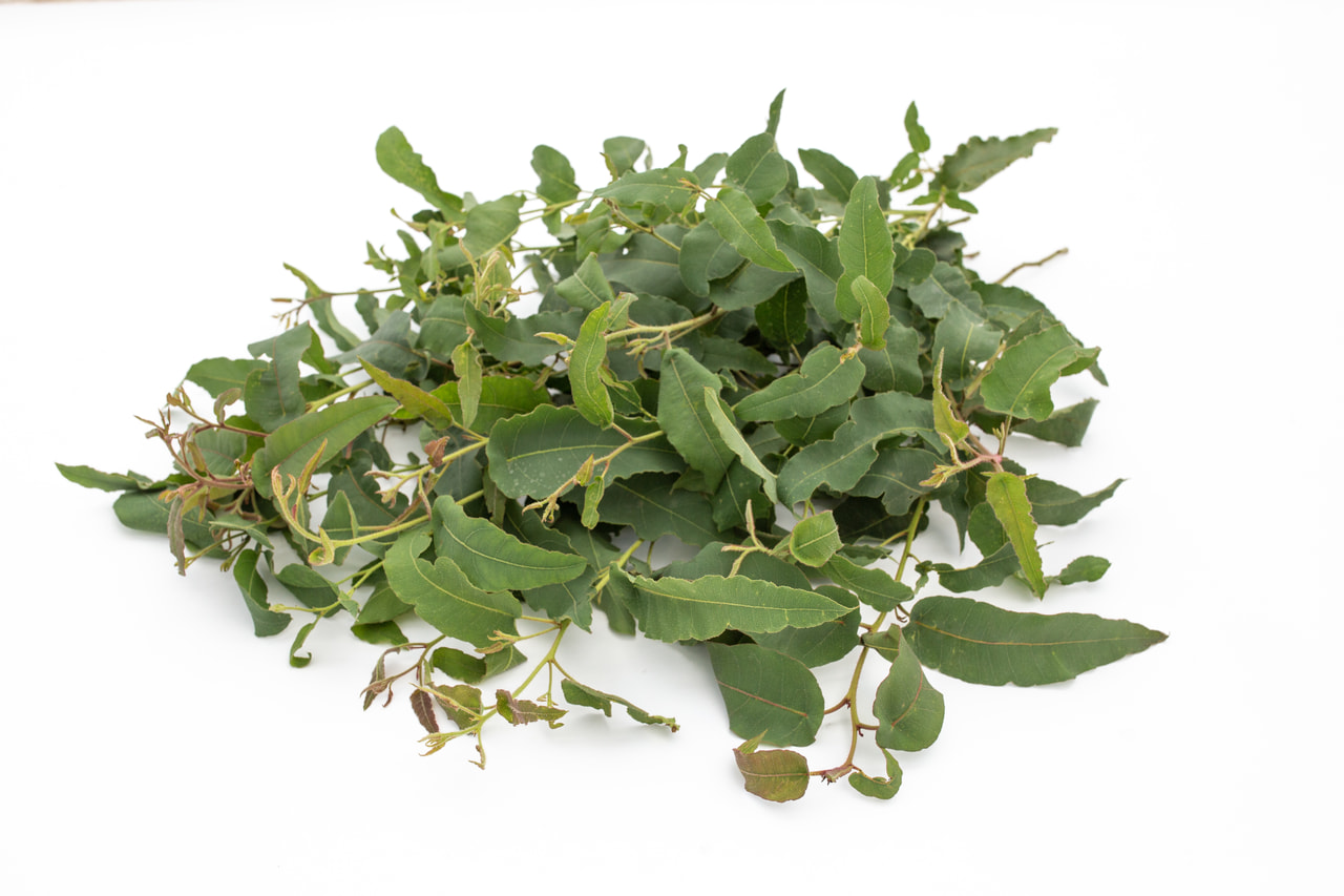 Eukalyptus citrónový, Loukykvět