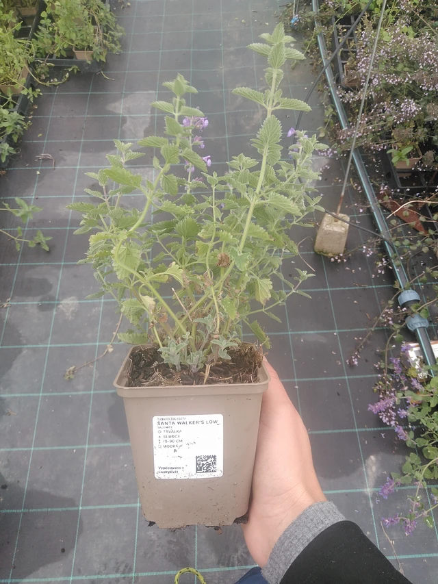 Hierba gatera Walker’s Low - 10. 10. 2025