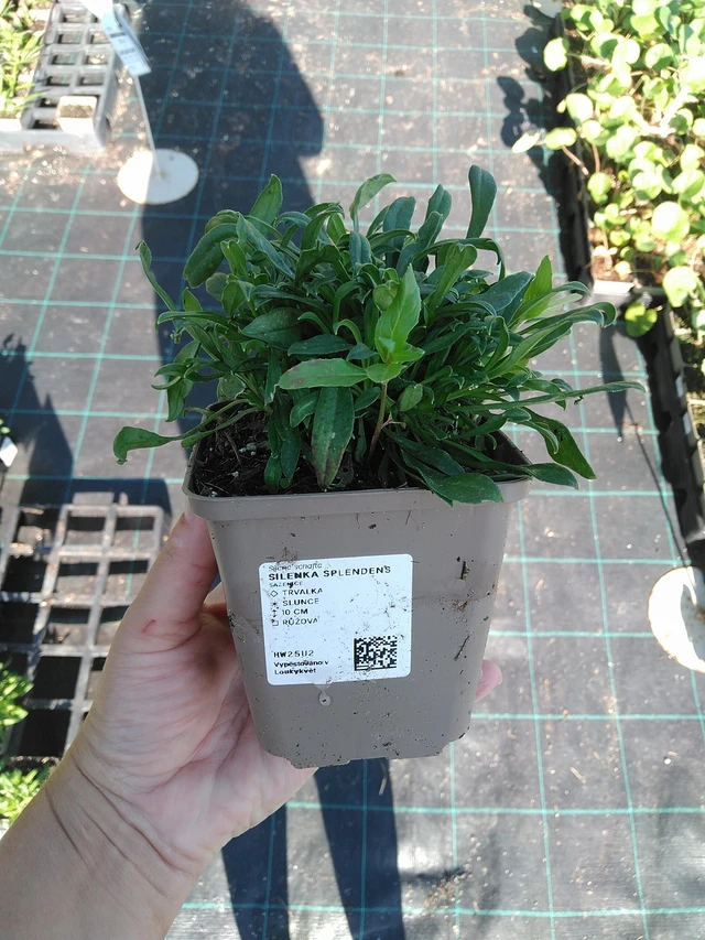 Silenen Splendens - 19. 8. 2025