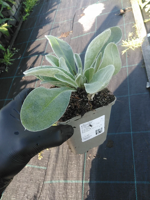 Campion - 1. 9. 2025