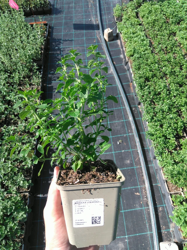 Päivänkakkara rohtopäivänkakkara - 20. 6. 2025