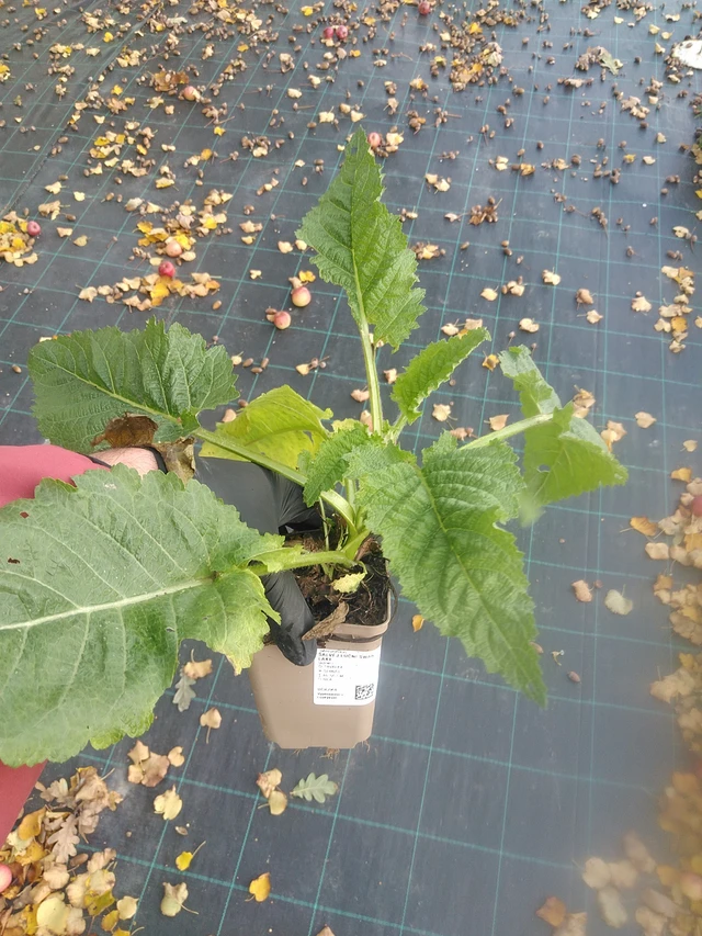 Salvia de prado Swan Lake - 13. 10. 2025