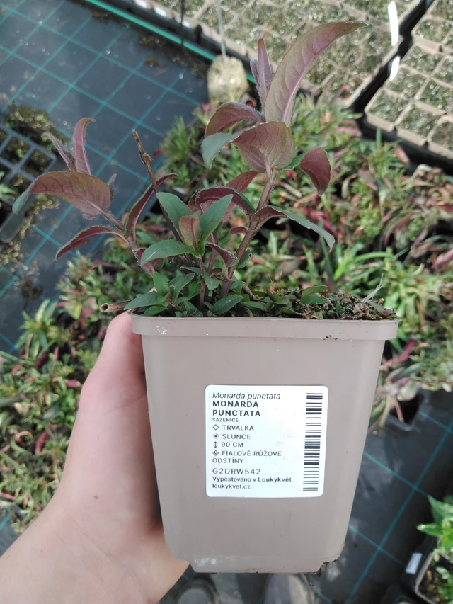 Monarda punctata - 2024