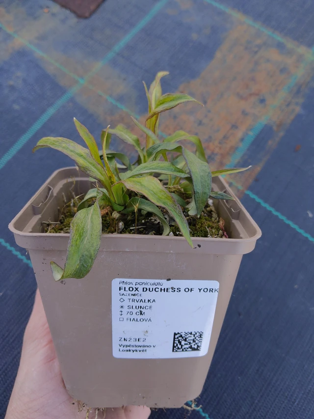 Lángvirág Duchess of York - 27. 3. 2026