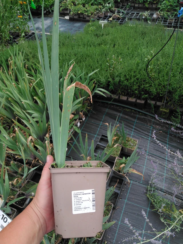 Kurjenmiekka Windsor Rose - 2024