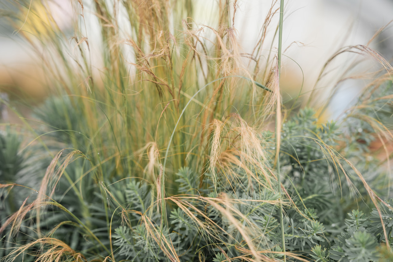 Kavyl vláskovitý, Loukykvět