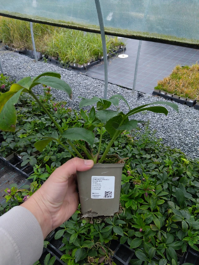 Hunyor Double Ellen Red - 10. 10. 2025