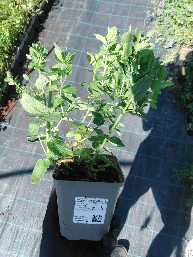 Nepeta siberiana - 19. 8. 2025
