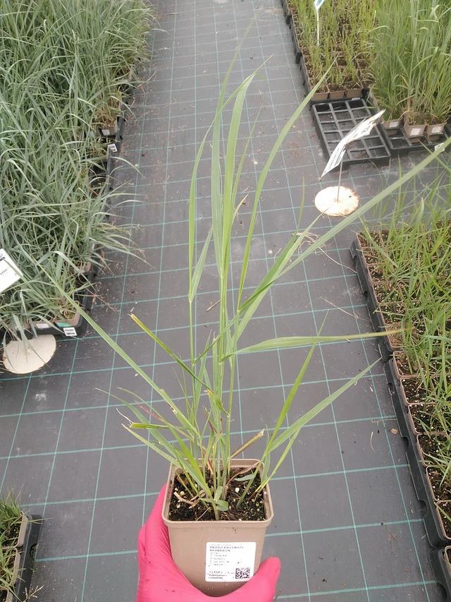 Vingergras Rehbraun - 7. 7. 2025