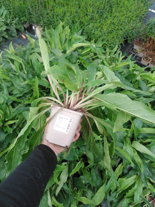 Tähkylä Sixteen Candles - 2024