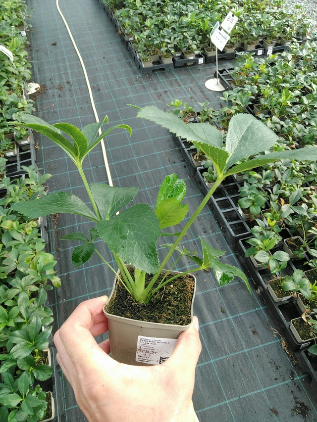 Hunyor Double Ellen Red - 28. 7. 2025