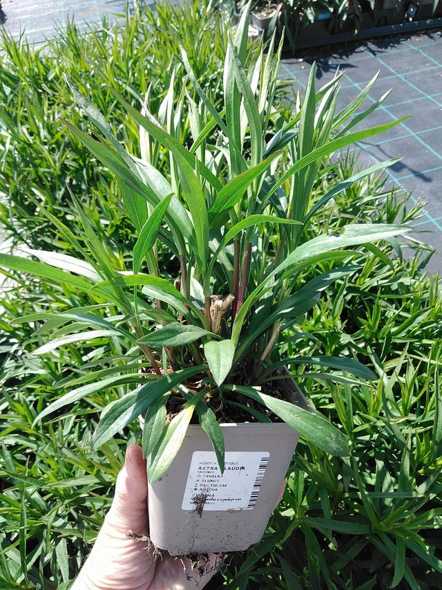 Aster Claudia - 13. 5. 2025