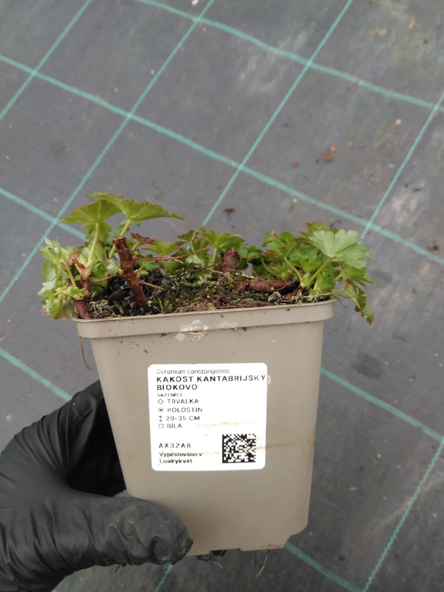 Bodziszek kantabryjski Biokovo - 1. 4. 2026