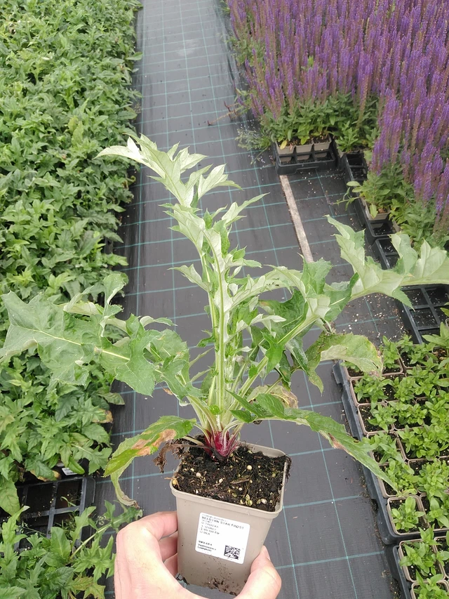 Sinipallo-ohdake Star Frost - 7. 7. 2025