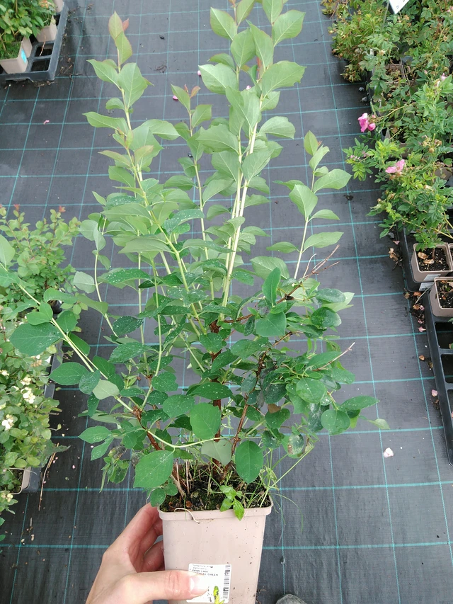 Snowberry Magical Green Falls - 28. 7. 2025