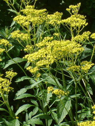 Patrinia scabiosifolia, Loukykvět