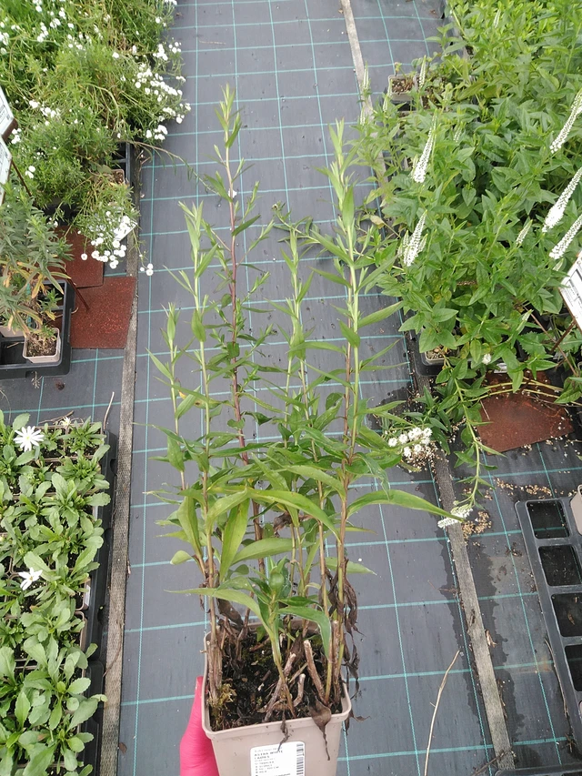 Astra White Ladies - 29. 7. 2025