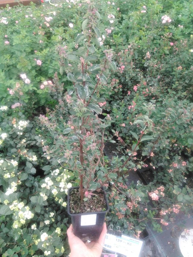 Snowberry Magical Temptation - 2024