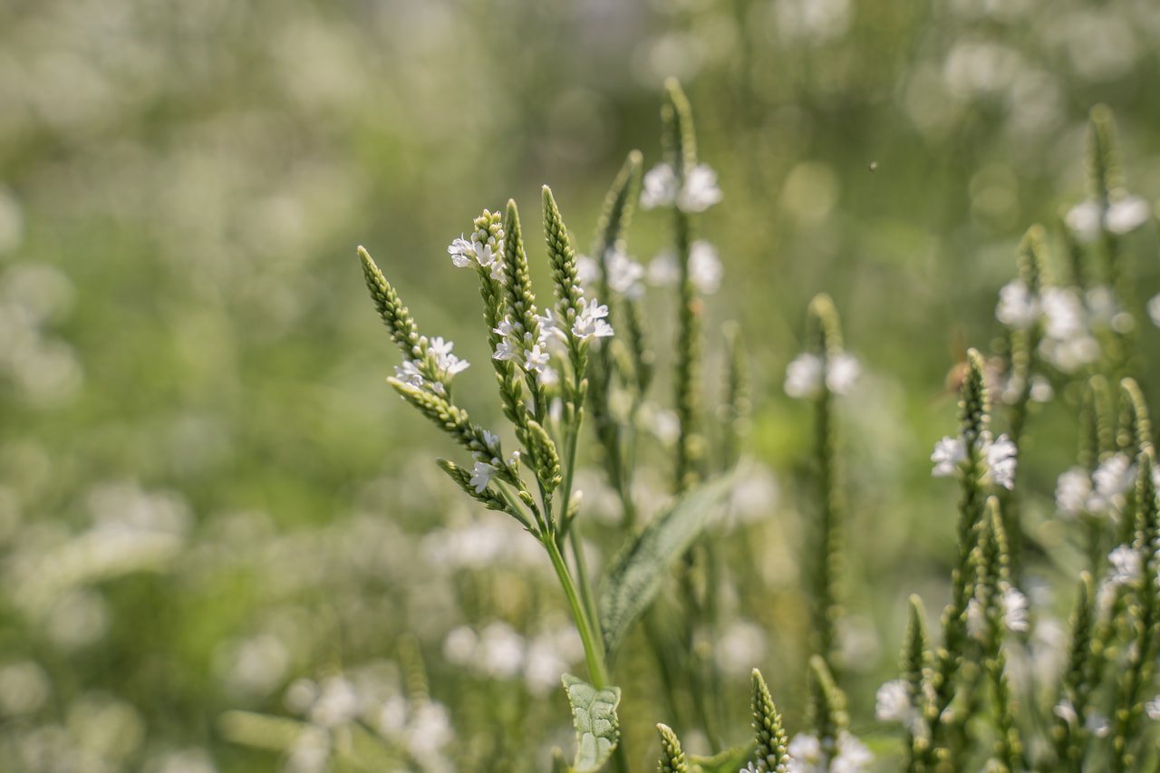 Verbena šípovitá White Spires, Loukykvět