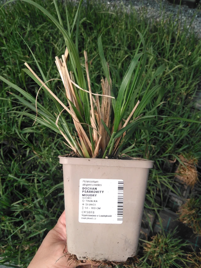 Pasto de fuente Moudry - 13. 5. 2025