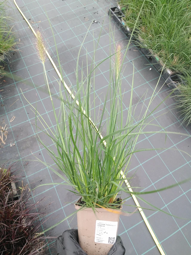 Dochan psárkovitý Hameln - 4. 8. 2025